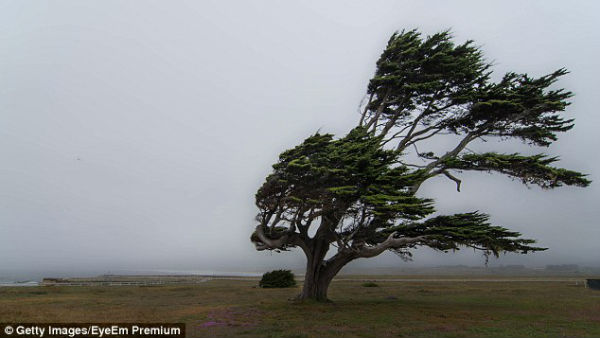 Các nhà nghiên cứu để thiết kế một mô hình giống những cái cây để tận dụng năng lượng của sức gió.