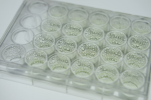Cách nuôi tảo trong phòng thí nghiệm.