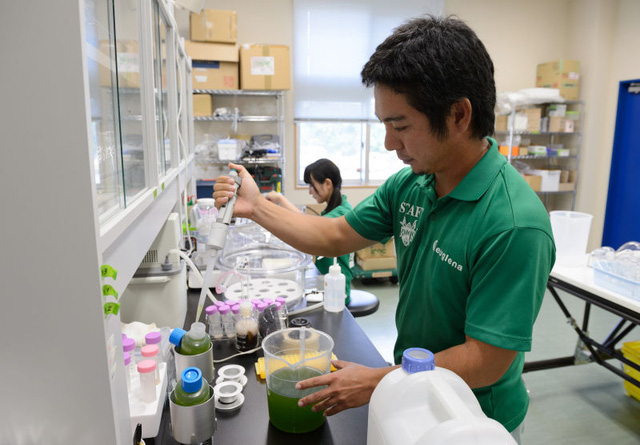 Chuyên gia tại Euglena đang nghiên cứu biến tảo thành năng lượng.