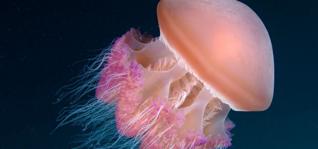 Bước đột phá từ sứa biển có thể “cứu rỗi” con người