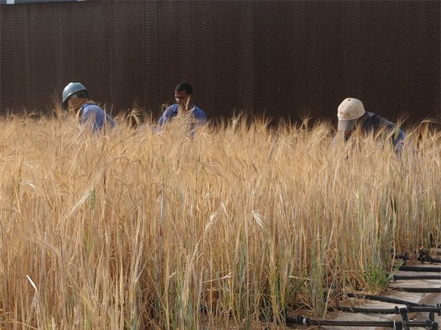 Công nhân đang thu hoạch lúa mạch ở trang trại xanh thuộc dự án rừng Sahara tại Qatar. (Theo Sahara Forest Project).