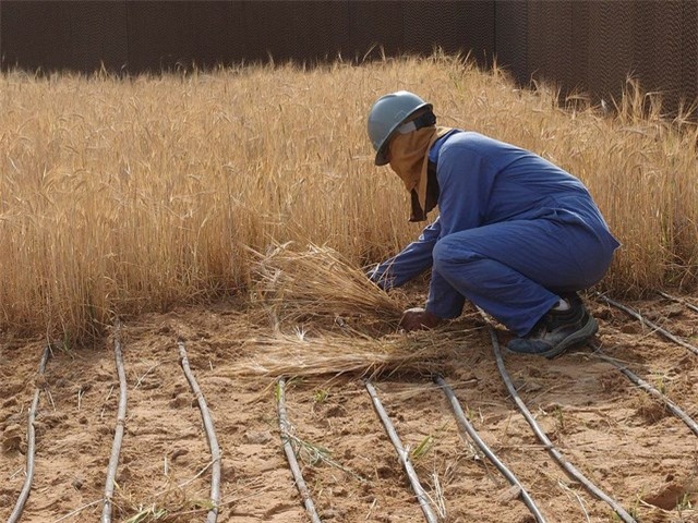 Những đường ống dẫn nước được đặt xen kẽ luống lúa mì. (Theo Sahara Forest Project).