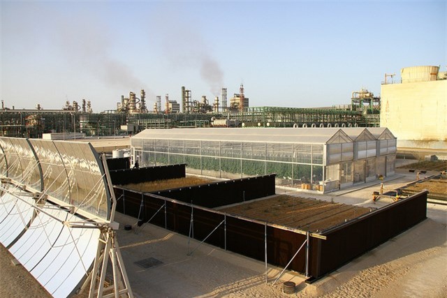 Mô hình trồng rau xanh trong nhà kính của dự án Sahara. (Theo Sahara Forest Project).