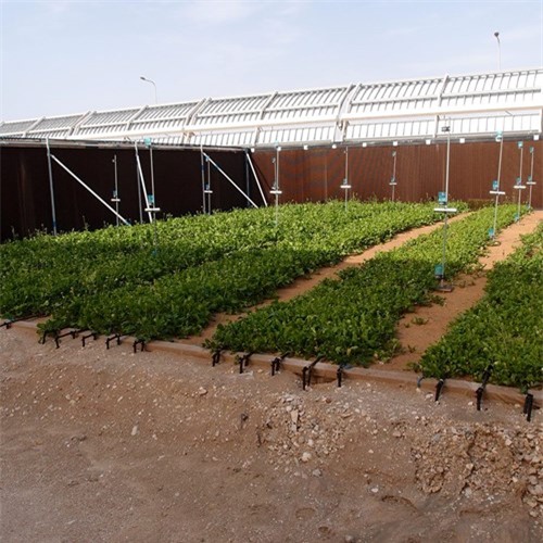 Dự án này không chỉ nhằm mục đích tạo ra lương thực cũng như nước sạch cho người dân trong khu vực và còn tạo ra công ăn việc làm cho hàng ngàn người dân địa phương cũng như đa dạng hóa môi trường. (Theo Sahara Forest Project). 