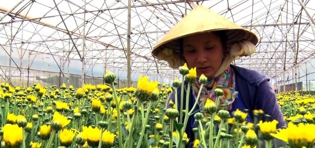 Ứng dụng đèn LED trong sản xuất hoa cúc tại Đà Lạt