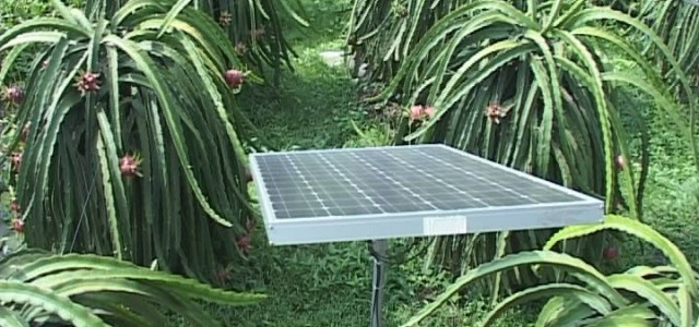 Ninh Thuận: Mô hình tưới nước bằng năng lượng mặt trời