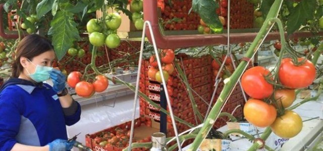 Nhà kính trồng cà chua bằng năng lượng mặt trời và nước biển đầu tiên trên thế giới