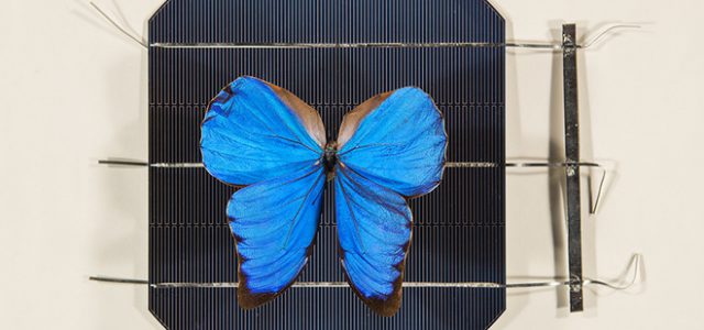 Cấu trúc tế bào quang điện dựa vào cánh của loài bướm xanh mở ra kỷ nguyên mới cho ngành công nghiệp năng lượng mặt trời
