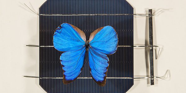 Tăng gấp đôi công suất pin năng lượng mặt trời nhờ mô phỏng… cánh bướm