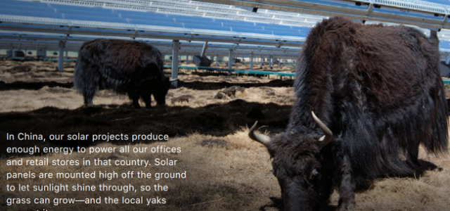 Apple: Bò vẫn có thể ăn cỏ dưới hệ thống năng lượng mặt trời của chúng tôi!