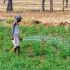 Nông dân Ấn Độ dùng… năng lượng Mặt trời để tưới cây