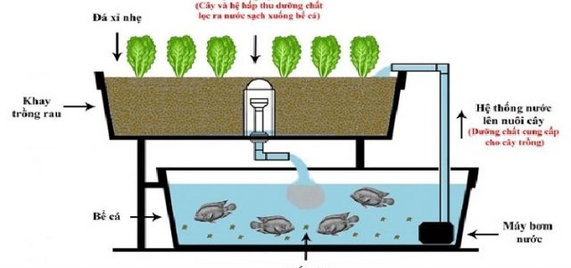 Sinh viên tạo mô hình nuôi cá kết hợp trồng rau thủy canh